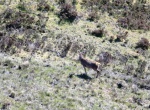 Standing deer
