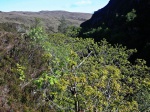 River Toscaig trees