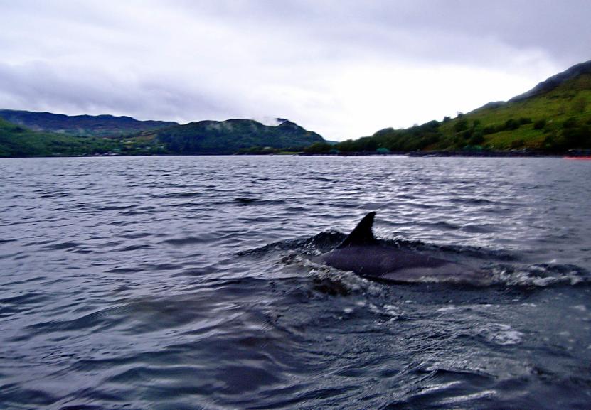 20090527-132840.jpg - Dolphin