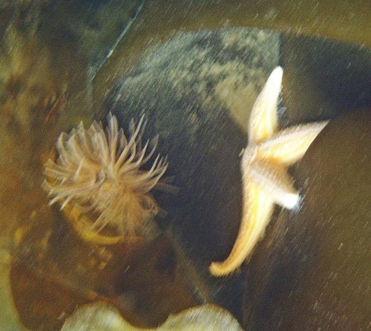 20090527-150858.jpg - Starfish