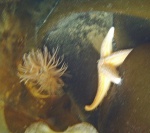 Starfish