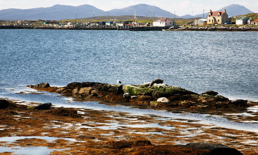 20090609-100214.jpg - Seals on Berneray