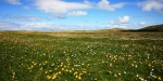 Machair flowers