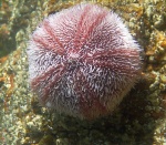 Sea urchin