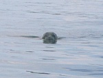 Seal
