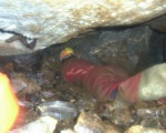 David at work (note flood debris above)
