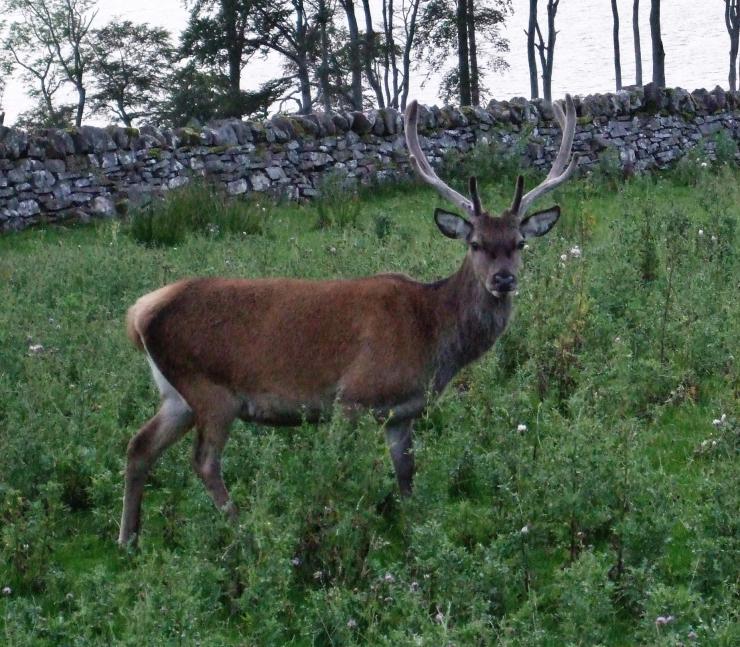 20090825-190241.jpg - Stag
