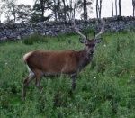 Stag