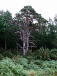Pine tree