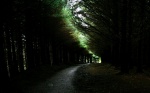In the woods