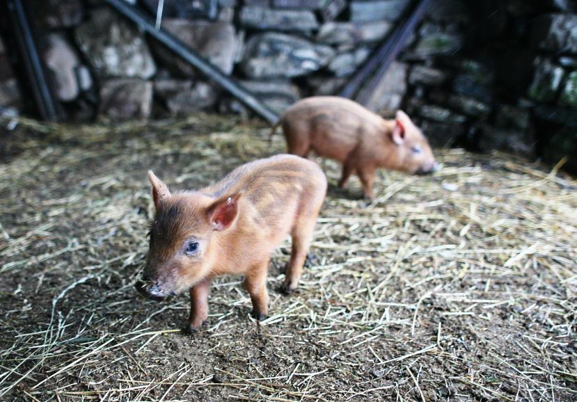 20091219-122830.jpg - Two piglets