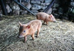Two piglets