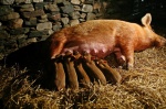 Feeding time