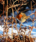 A robin