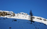 Solitary larch