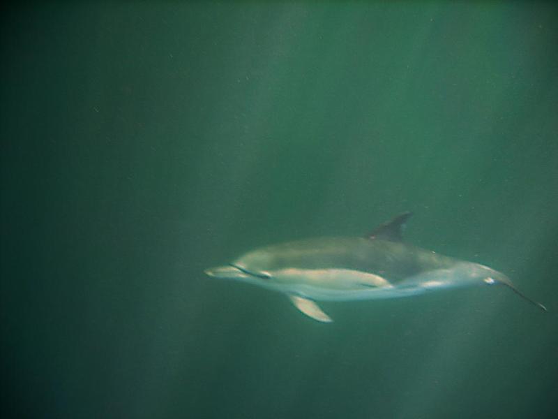 20100223-140712.jpg - Swimmer