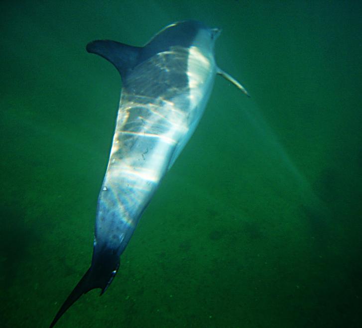 20100223-141239.jpg - Dappled sunlight underwater