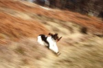 Max stick-retrieving