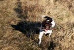 Max again