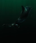 Dolphin in the water