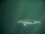 Swimmer