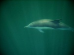 More swimming