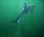 Sunlight in the shallows