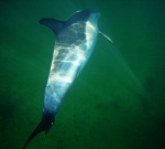 Dappled sunlight underwater