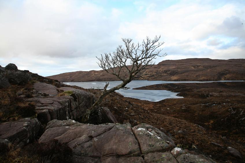 20100306-161822.jpg - Solitary tree above Loch Lundie
