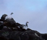 Winter ptarmigan
