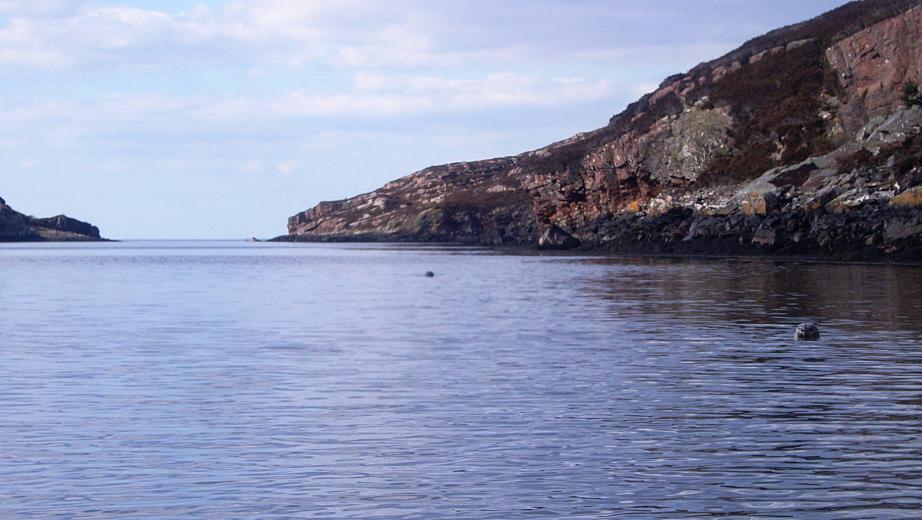 20100507-160431.jpg - Seals in the natural harbour