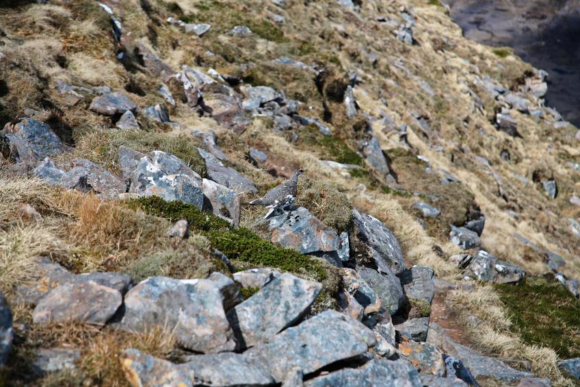 20100508-131359.jpg - Ptarmigan
