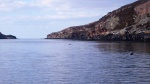 Seals in the natural harbour