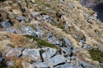 Ptarmigan