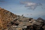 Ptarmigan