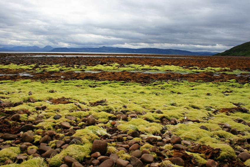 20100611-133408.jpg - Seaweed
