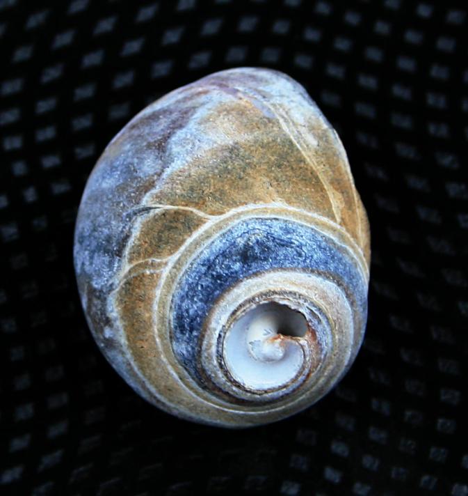 20100611-134018.jpg - Shell