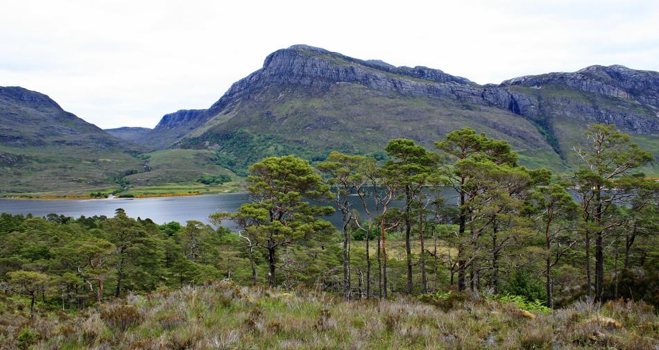 20100614-115134.jpg - Loch Maree pinewoods
