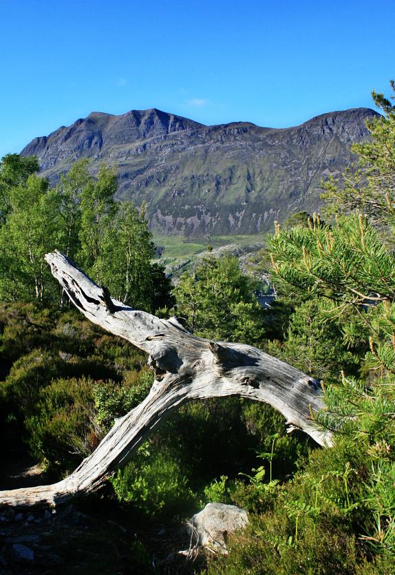 20100614-173637.jpg - Twisted deadwood