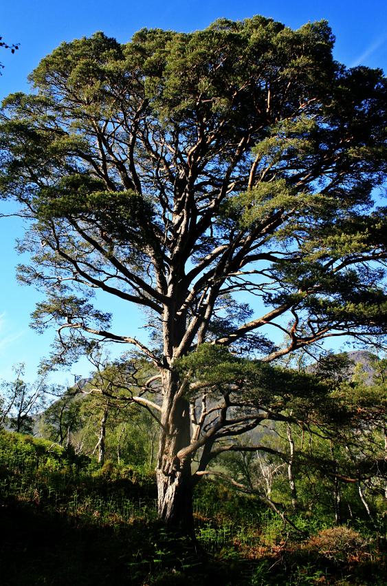 20100614-175410.jpg - Another lovely pine tree