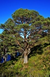 Pine tree