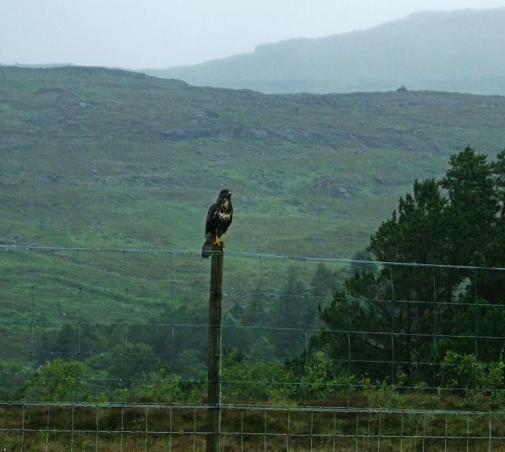 20100725-153426.jpg - Perched eagle