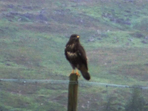 20100725-153443.jpg - Eagle on a pole