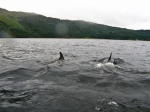 Two dolphins