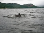 'Phin