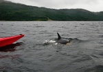 More dolphin