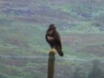 Eagle on a pole