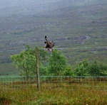 Eagle landing