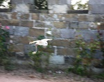 Ollie in flight