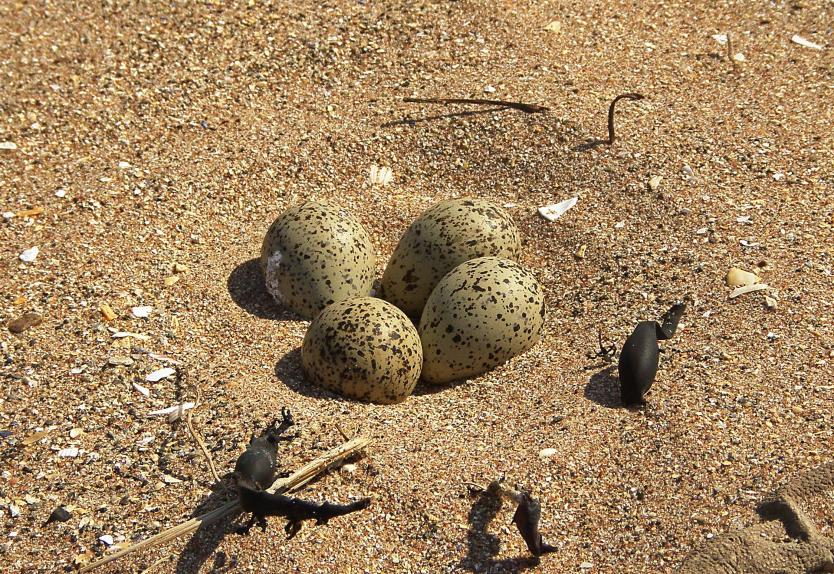 20110430-110608.jpg - Subtle nest